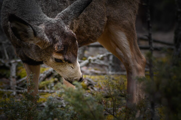 White-tailed deer (Odocoileus virginianus) in spring time, Canada