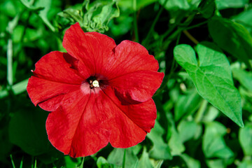 Flower of red petunia outdoors. Close-up. Horizontal photography