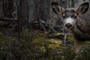 White-tailed deer (Odocoileus virginianus) in spring time, Canada