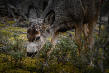 White-tailed deer (Odocoileus virginianus) in spring time, Canada