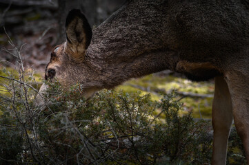 White-tailed deer (Odocoileus virginianus) in spring time, Canada
