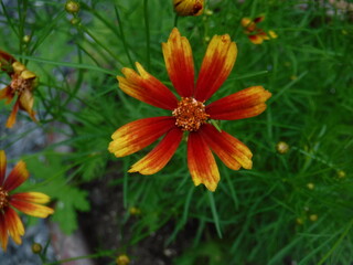 orange flowers in the garden