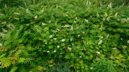 A field of green fern leaves with little white flowers.