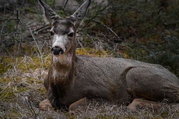 White-tailed deer (Odocoileus virginianus) in spring time, Canada