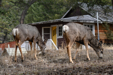 Two white-tailed deer (Odocoileus virginianus) in spring time, Canada