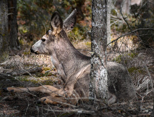 White-tailed deer (Odocoileus virginianus) in spring time, Canada