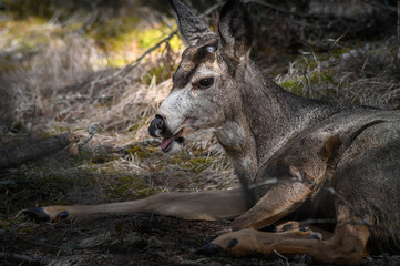 White-tailed deer (Odocoileus virginianus) in spring time, Canada