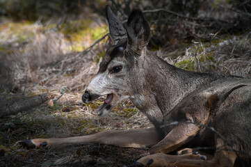 White-tailed deer (Odocoileus virginianus) in spring time, Canada