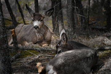 White-tailed deer (Odocoileus virginianus) in spring time, Canada