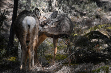 Obraz na płótnie Canvas Two white-tailed deer (Odocoileus virginianus) in spring time, Canada