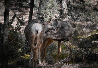 Two white-tailed deer (Odocoileus virginianus) in spring time, Canada