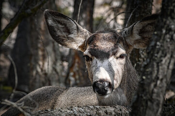 White-tailed deer (Odocoileus virginianus) portrait in spring time, Canada