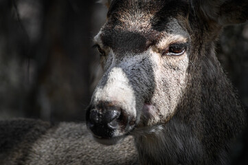 Fototapeta premium White-tailed deer (Odocoileus virginianus) portrait in spring time, Canada