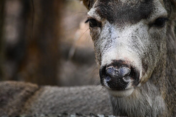 Fototapeta premium White-tailed deer (Odocoileus virginianus) portrait in spring time, Canada