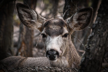 Naklejka na ściany i meble White-tailed deer (Odocoileus virginianus) portrait in spring time, Canada