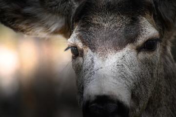 Fototapeta premium White-tailed deer (Odocoileus virginianus) portrait in spring time, Canada