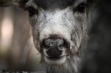 White-tailed deer (Odocoileus virginianus) portrait in spring time, Canada