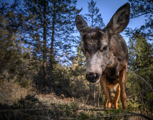 White-tailed deer (Odocoileus virginianus) in spring time, Canada