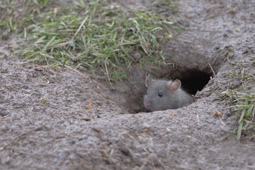 Young baby brown rat peeks head and face out of wet muddy burrow.