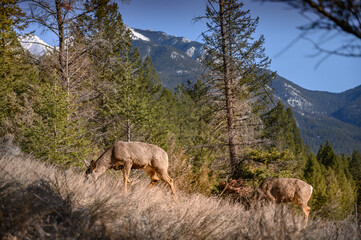 White-tailed deer (Odocoileus virginianus) in spring time, Canada