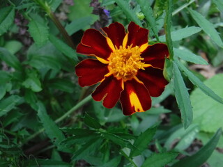 red and yellow flower
