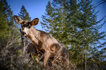 White-tailed deer (Odocoileus virginianus) in spring time, Canada