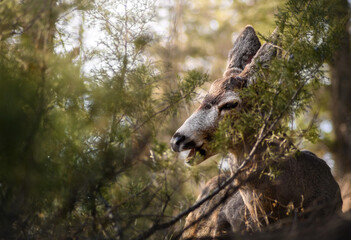 White-tailed deer (Odocoileus virginianus) in spring time, Canada