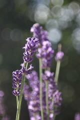 purple lavender flower in natural lighting