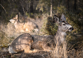 White-tailed deer (Odocoileus virginianus) in spring time, Canada
