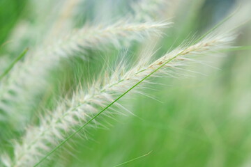 Select focus of feather Pennisetum or Mission grass at green garden