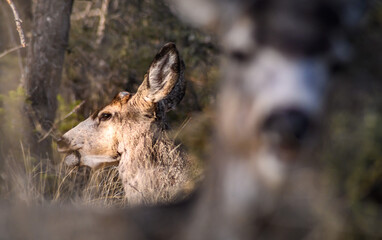 White-tailed deer (Odocoileus virginianus) in spring time, Canada