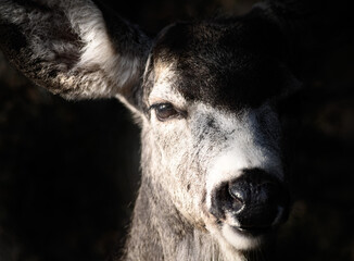 White-tailed deer (Odocoileus virginianus) in spring time, Canada
