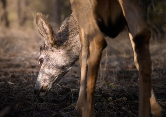 White-tailed deer (Odocoileus virginianus) in spring time, Canada