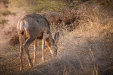 White-tailed deer (Odocoileus virginianus) in spring time, Canada