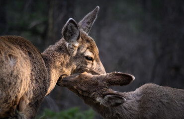 White-tailed deer (Odocoileus virginianus) in spring time, Canada