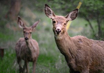 White-tailed deer (Odocoileus virginianus) in spring time, Canada