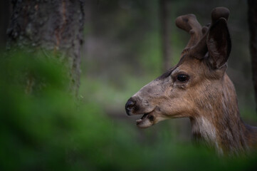 White-tailed deer (Odocoileus virginianus) in spring time, Canada