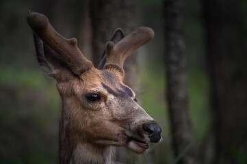 White-tailed deer (Odocoileus virginianus) in spring time, Canada