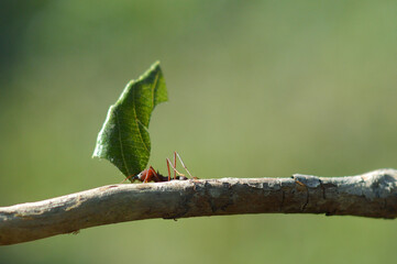 Naklejka na ściany i meble green bug on a leaf