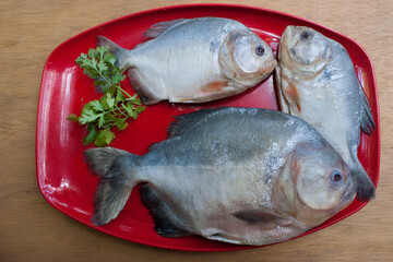 Plano cenital de pescados caribes