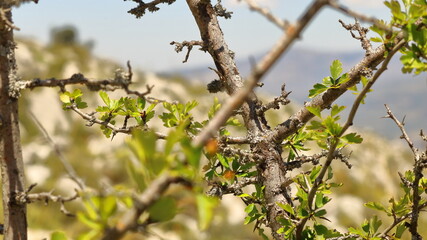 detalle natural de planta2