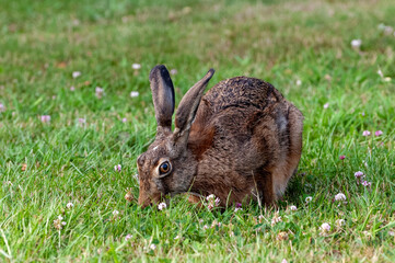 Brown hare with the snout in the grass