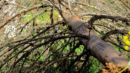 árbol muerto