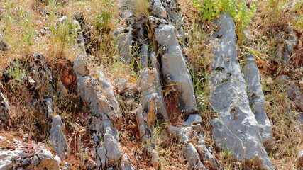 rocas y plantas