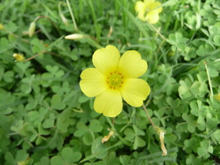 Flor amarilla silvestre