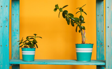 An couple of aquamarine pots with small green Crassula ovata succulent money tree on a blue cyan wooden shelf and warm orange yellow background. A colorful photo with free blank copy space for text