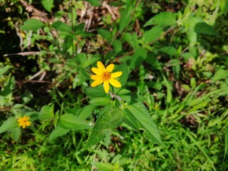 A wild plant with a yellow flower among nature

