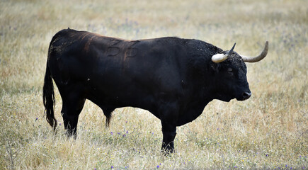 Naklejka na ściany i meble strong bull with big horns on the spanish field