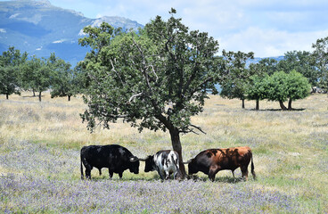strong bull with big horns on the spanish field