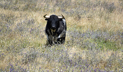 strong bull with big horns on the spanish field